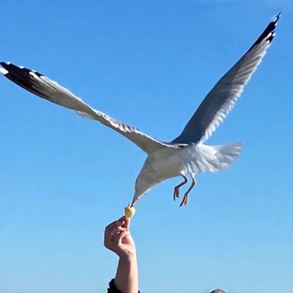 Meet your Posher, Lisa - Picture 1 of 1